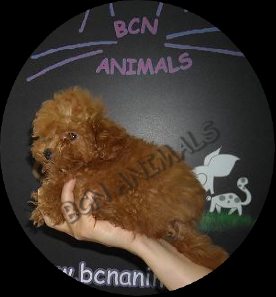 Empuje hacia abajo adolescentes Personas mayores BCN Animals - Cachorros : Caniche toy